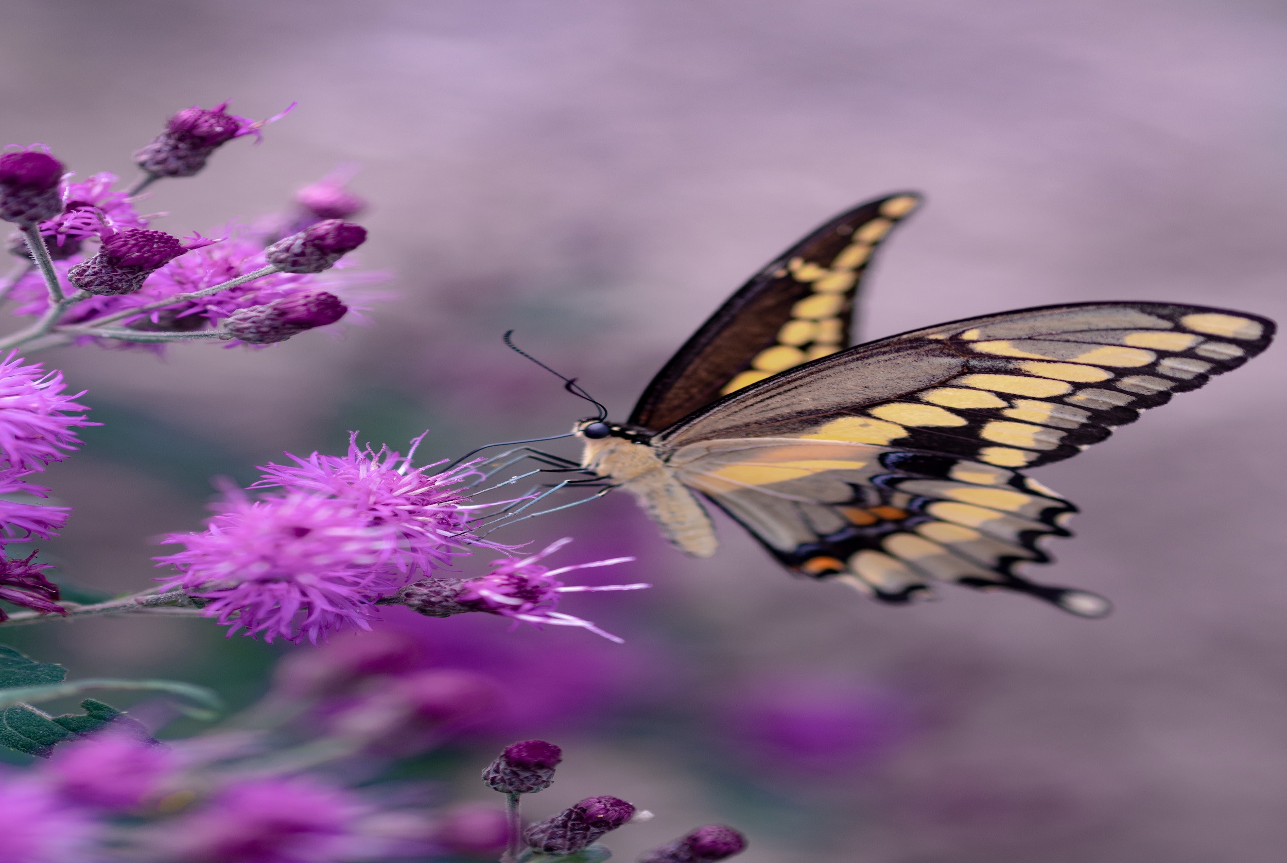 The Butterfly Farm