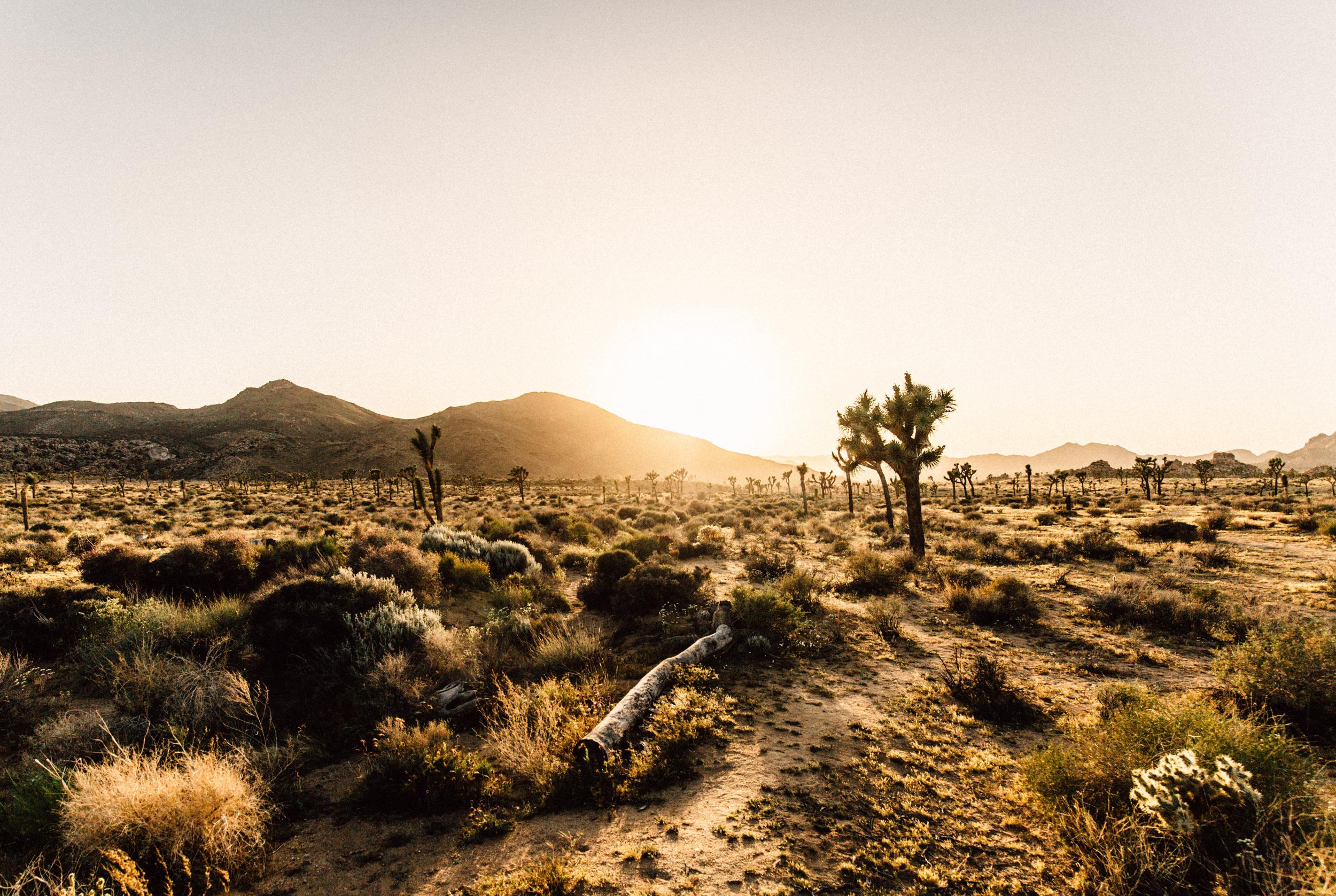 Ryan Campground, Joshua Tree National Park