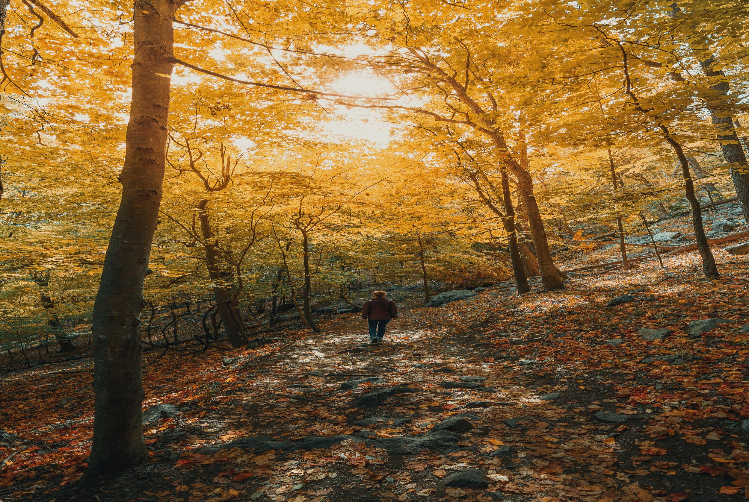 Rockefeller State Park Preserve