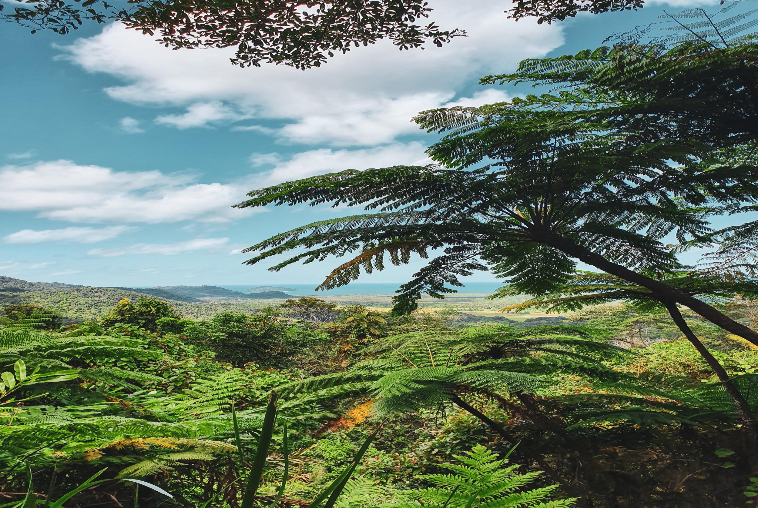 Daintree Rainforest