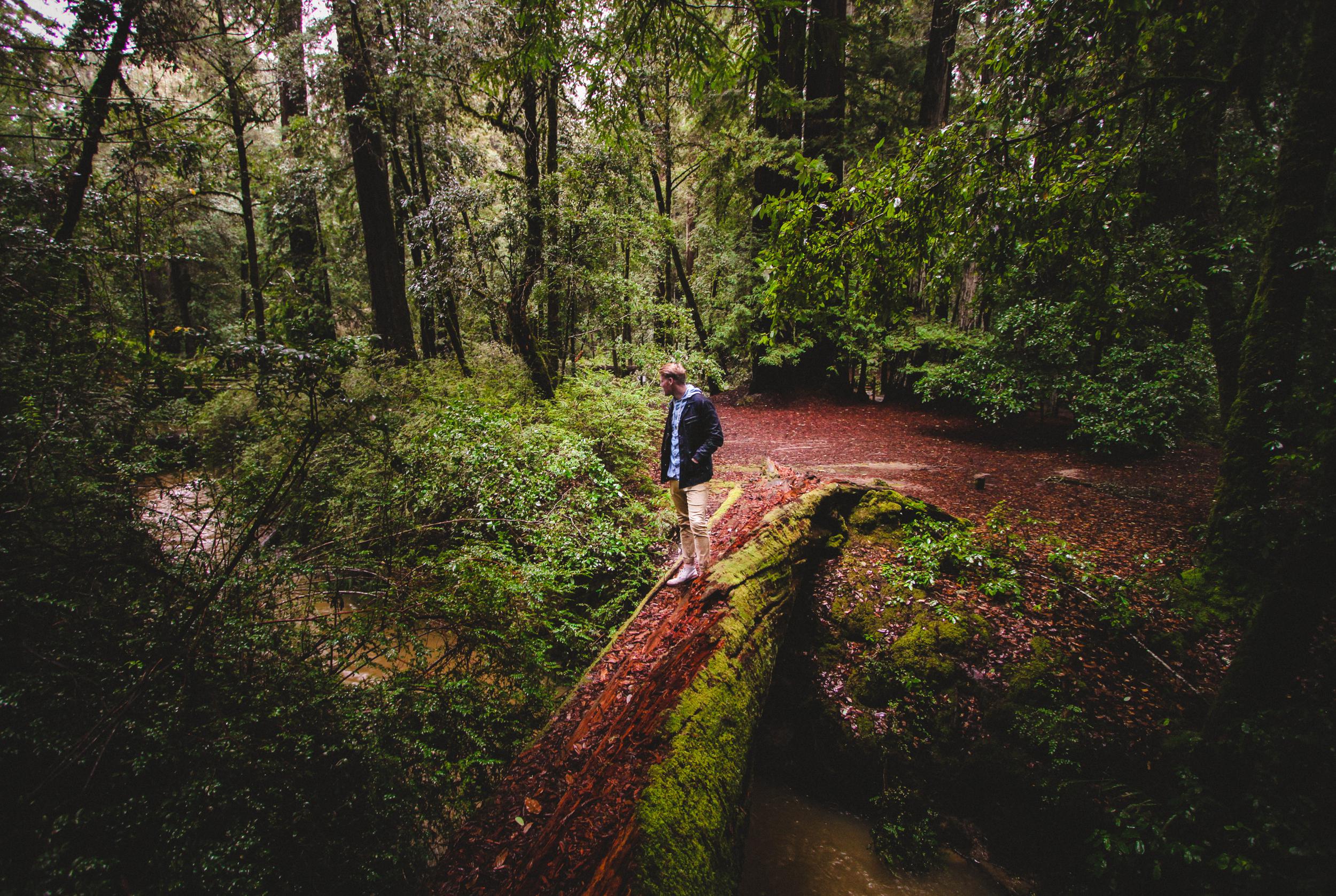 Big Basin Redwoods