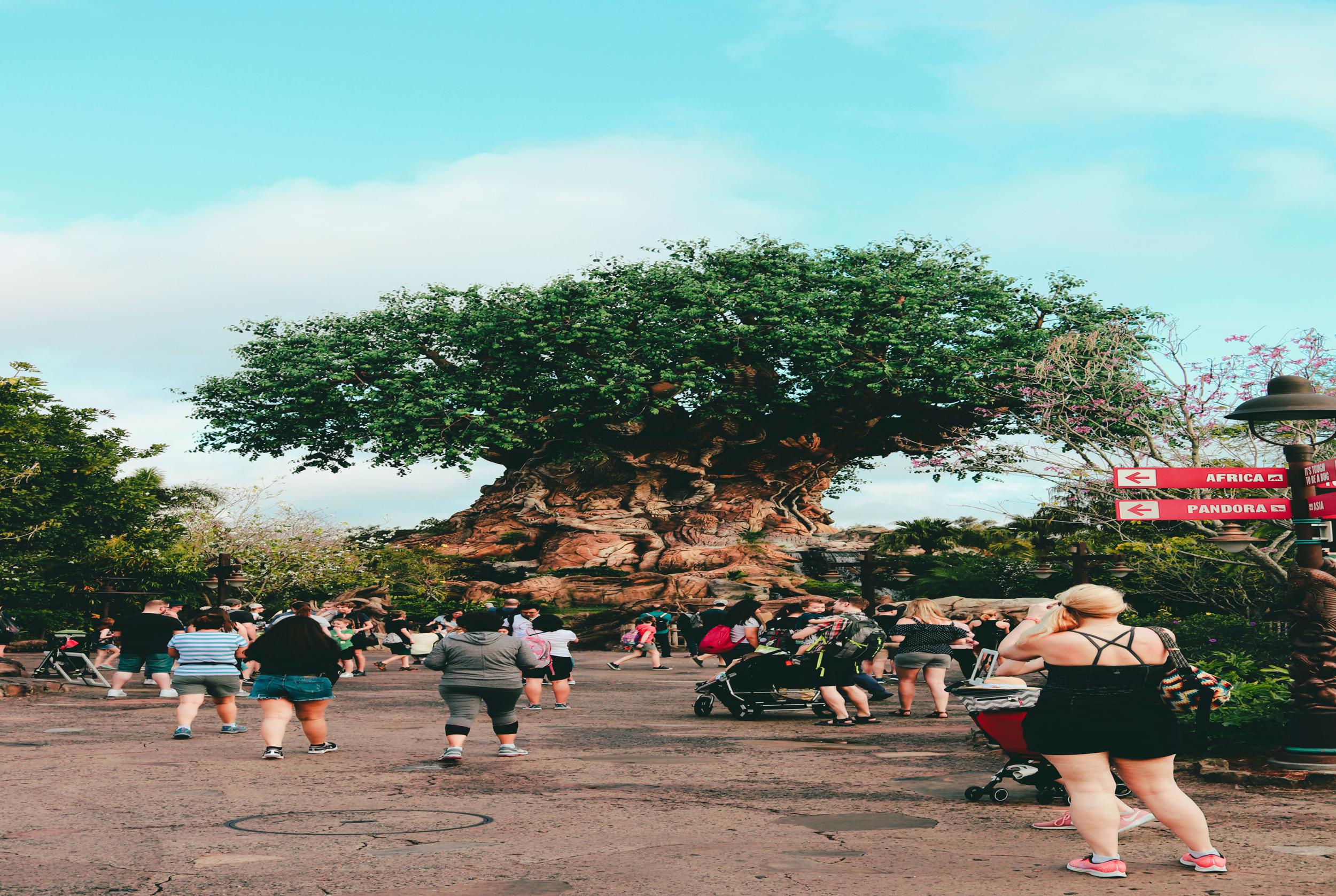 Disney's Animal Kingdom