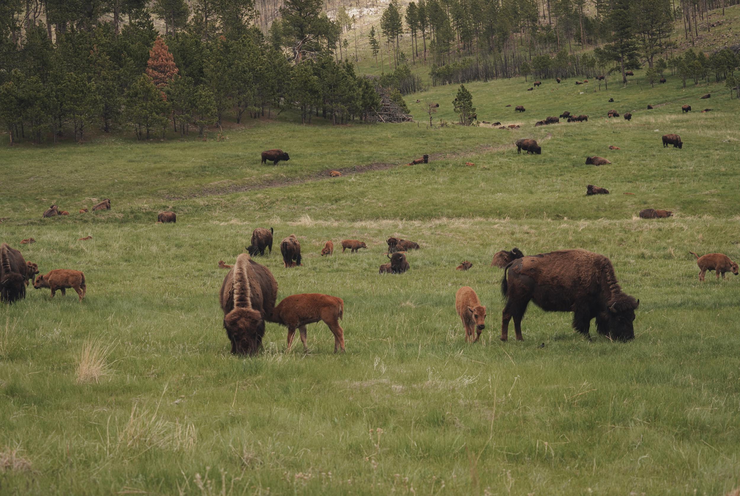 Custer State Park