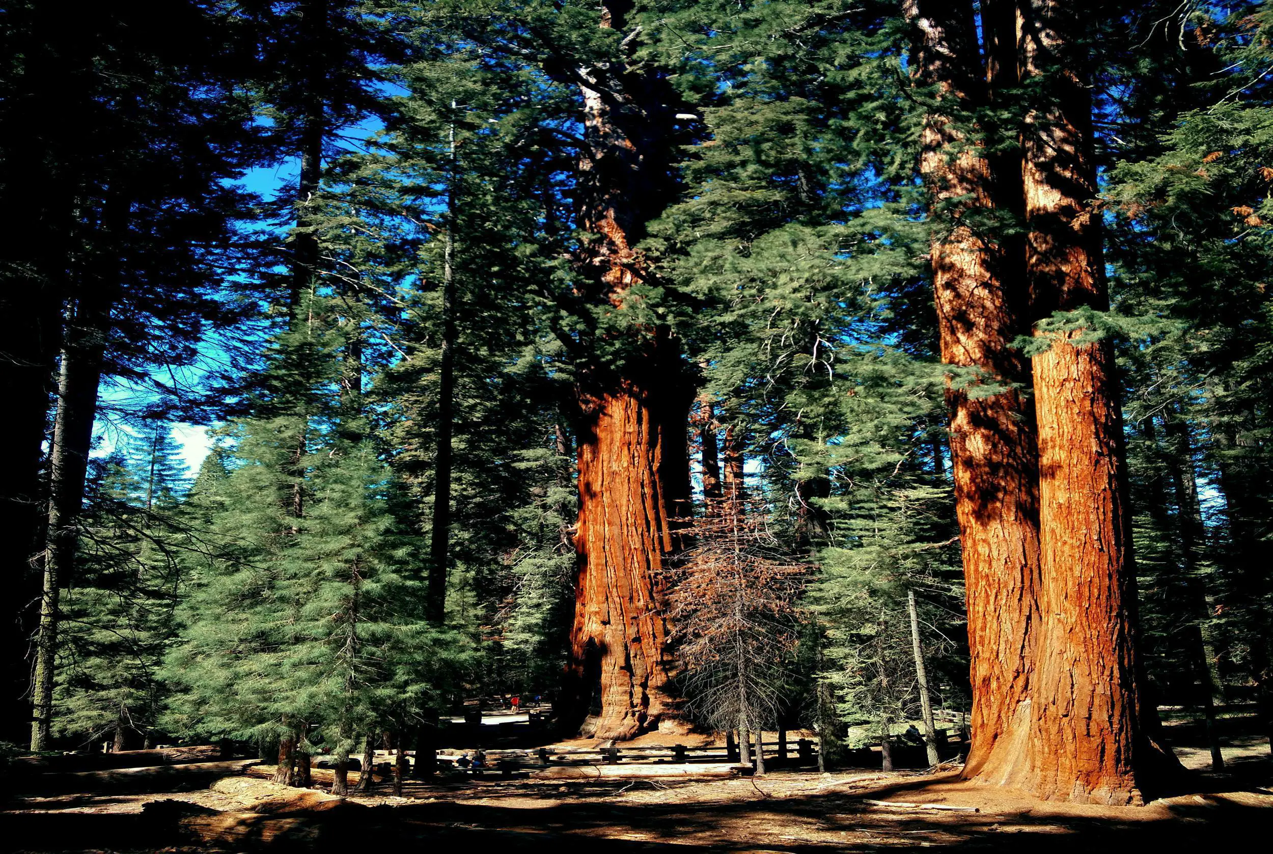 Cold Springs Campground, Sequoia National Park