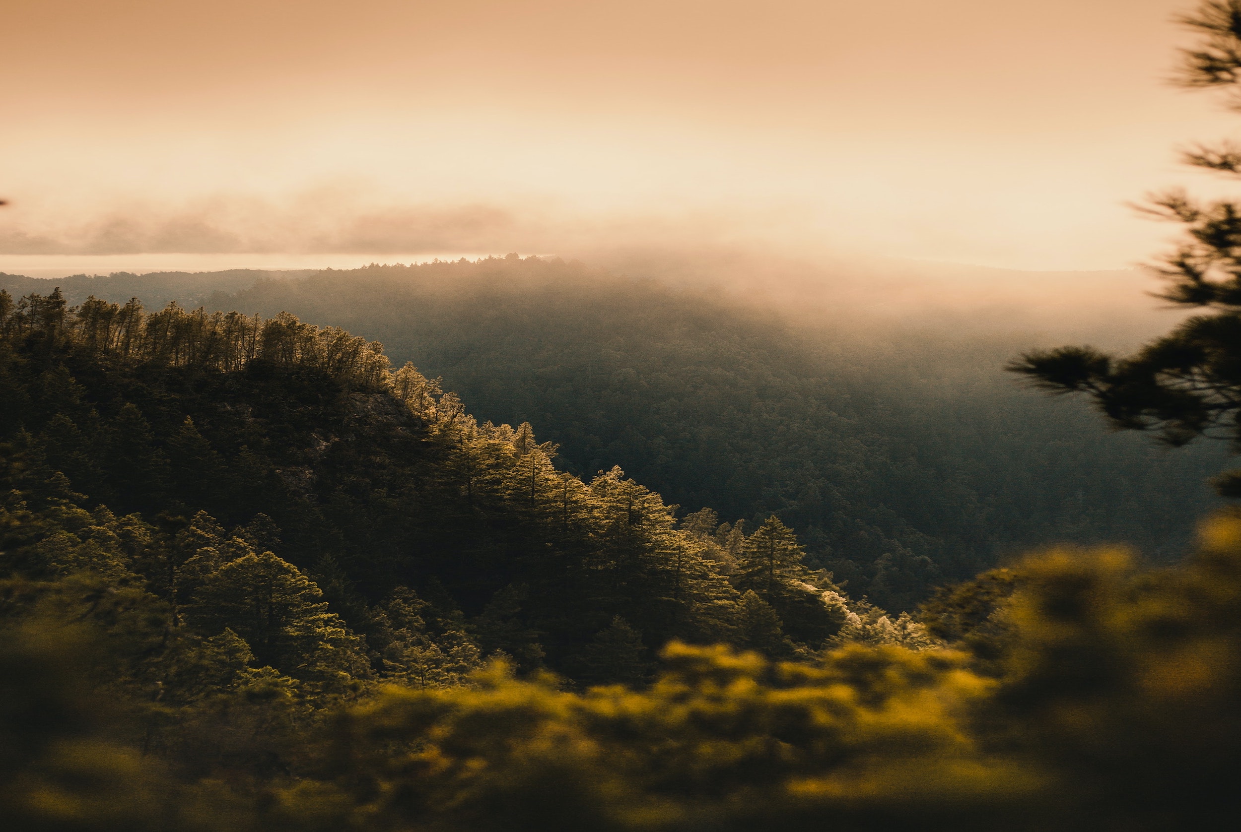 Big Basin Redwoods State Park