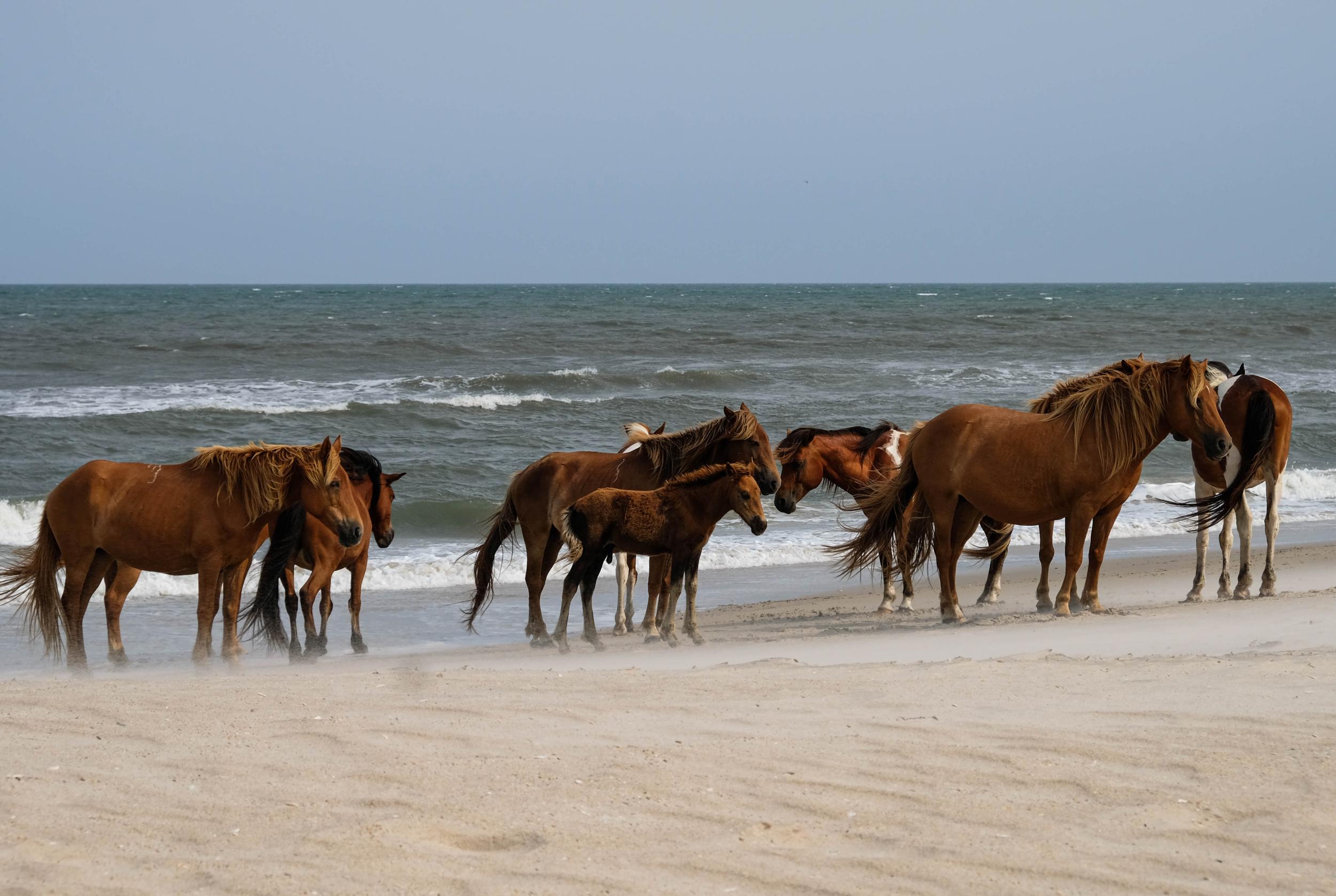 Assateague Island National Seashore