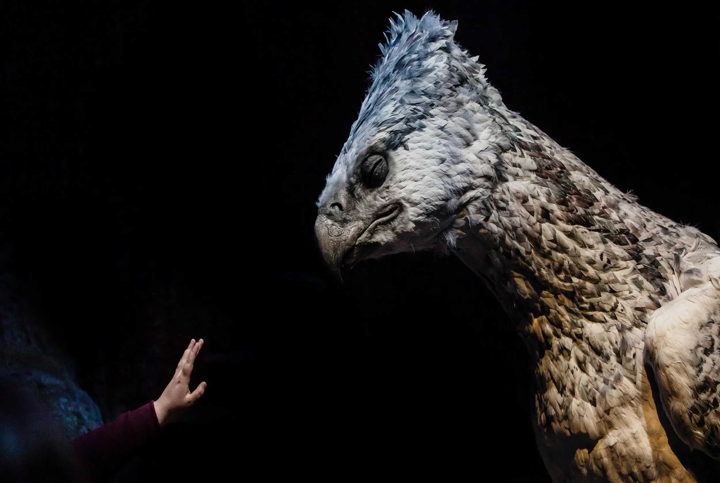 Catch a Glimpse of Magical Creatures on Flight of the Hippogriff