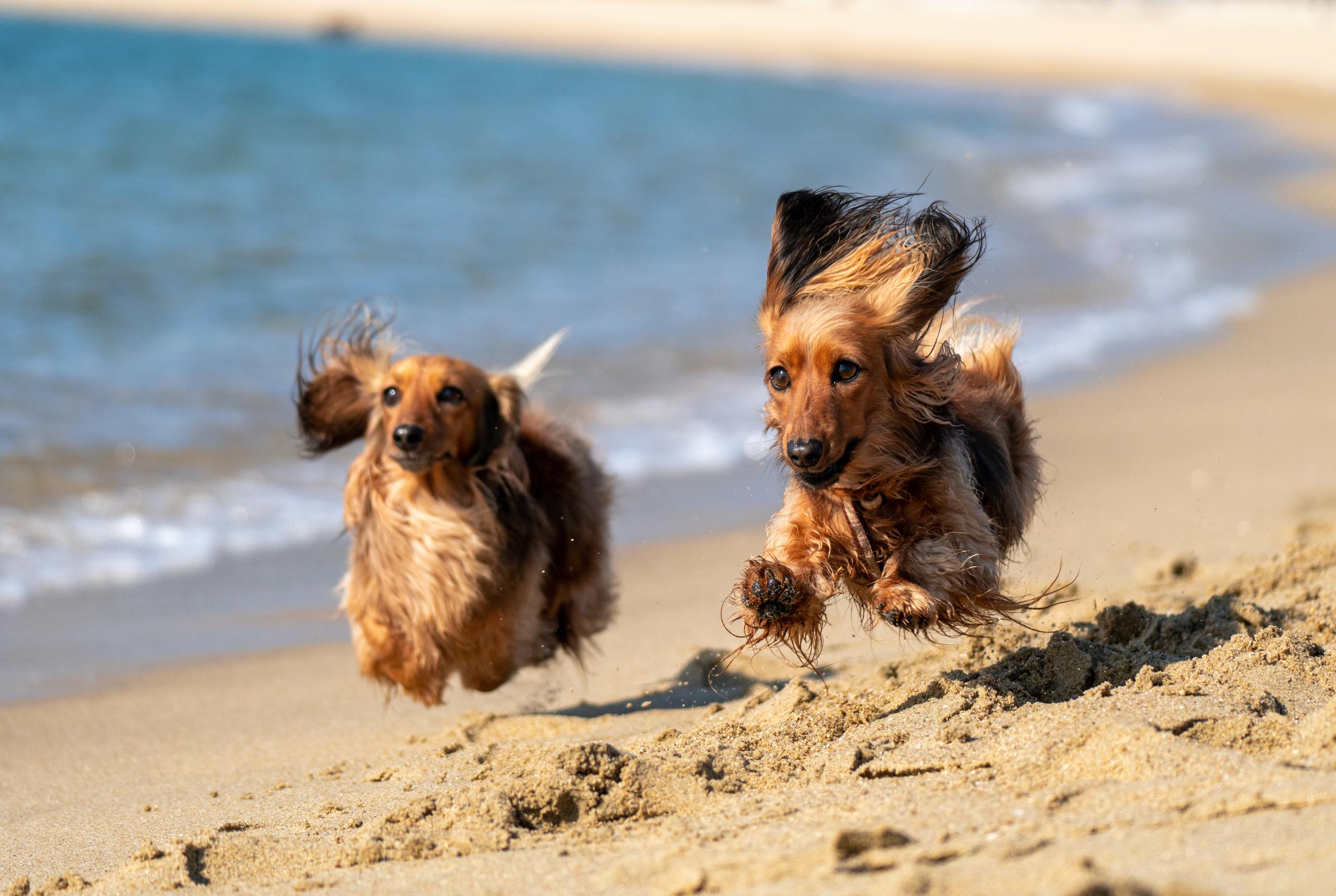 Dog Beach Near Me