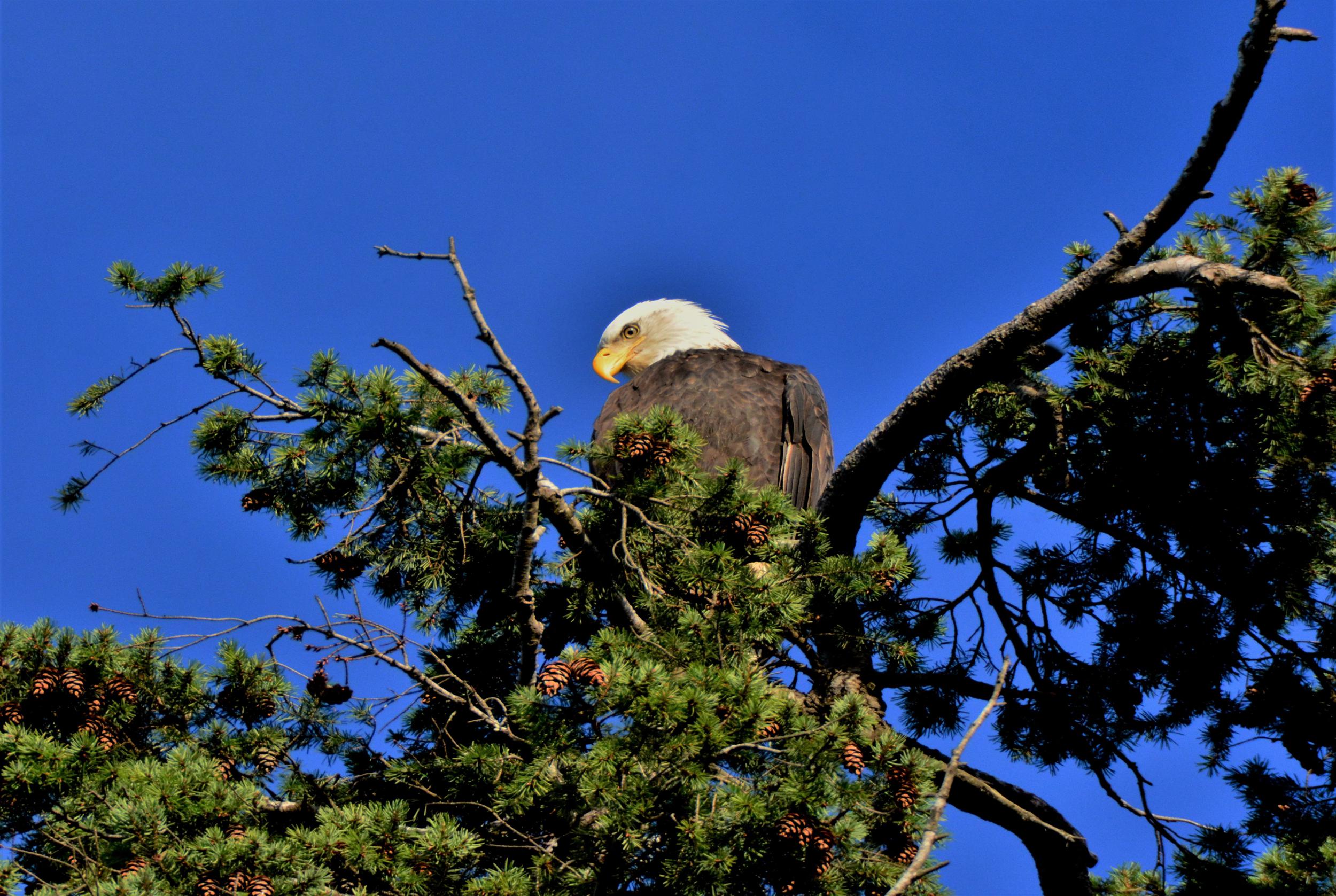 Bald Eagle State Park